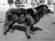 Превью фото № 203481