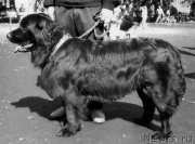 Превью фото № 203484