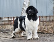 Превью фото № 203488