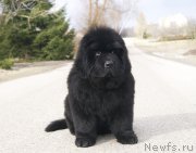 Превью фото № 203520