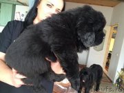 Превью фото № 203524