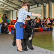 Превью фото № 203532