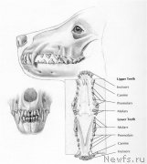 Превью фото № 203574