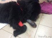 Превью фото № 203576