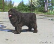 Превью фото № 203586