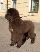 Превью фото № 203619