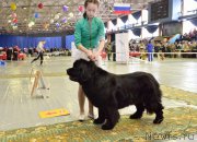 Превью фото № 203637