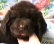 Превью фото № 203648