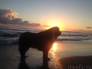 Превью фото № 203666