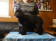 Превью фото № 203667