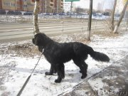 Превью фото № 203720