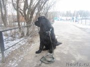 Превью фото № 203721