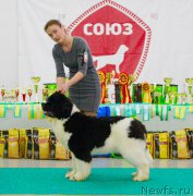 Превью фото № 203725