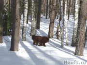 Превью фото № 203744