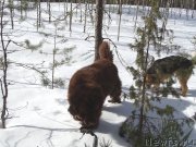 Превью фото № 203745