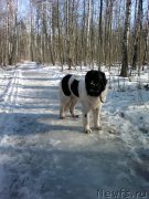 Превью фото № 203749