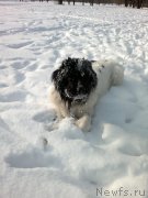 Превью фото № 203761