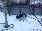 Превью фото № 203768