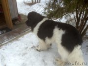 Превью фото № 203770