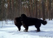 Превью фото № 203772