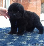 Превью фото № 203774