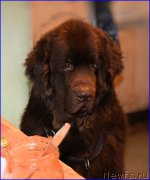 Превью фото № 203852