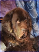 Превью фото № 203855