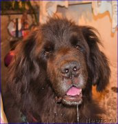 Превью фото № 203862