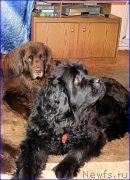 Превью фото № 203868