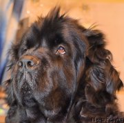 Превью фото № 203872