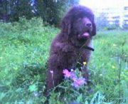 Превью фото № 203873