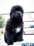 Превью фото № 203882