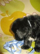 Превью фото № 203957