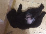 Превью фото № 204004