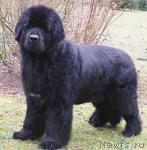 Превью фото № 20404