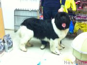 Превью фото № 204179