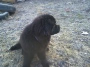 Превью фото № 204186