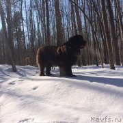 Превью фото № 204241