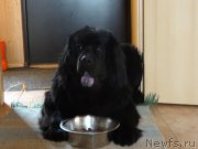 Превью фото № 204246