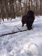 Превью фото № 204249