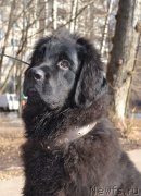 Превью фото № 204262