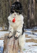 Превью фото № 204289