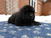 Превью фото № 204338