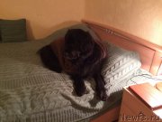 Превью фото № 204344