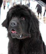 Превью фото № 204376