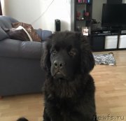 Превью фото № 204383