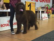 Превью фото № 204385