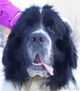 Превью фото № 204446