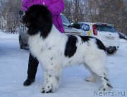 Превью фото № 204449