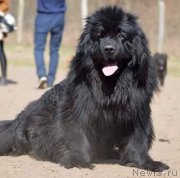 Превью фото № 204454